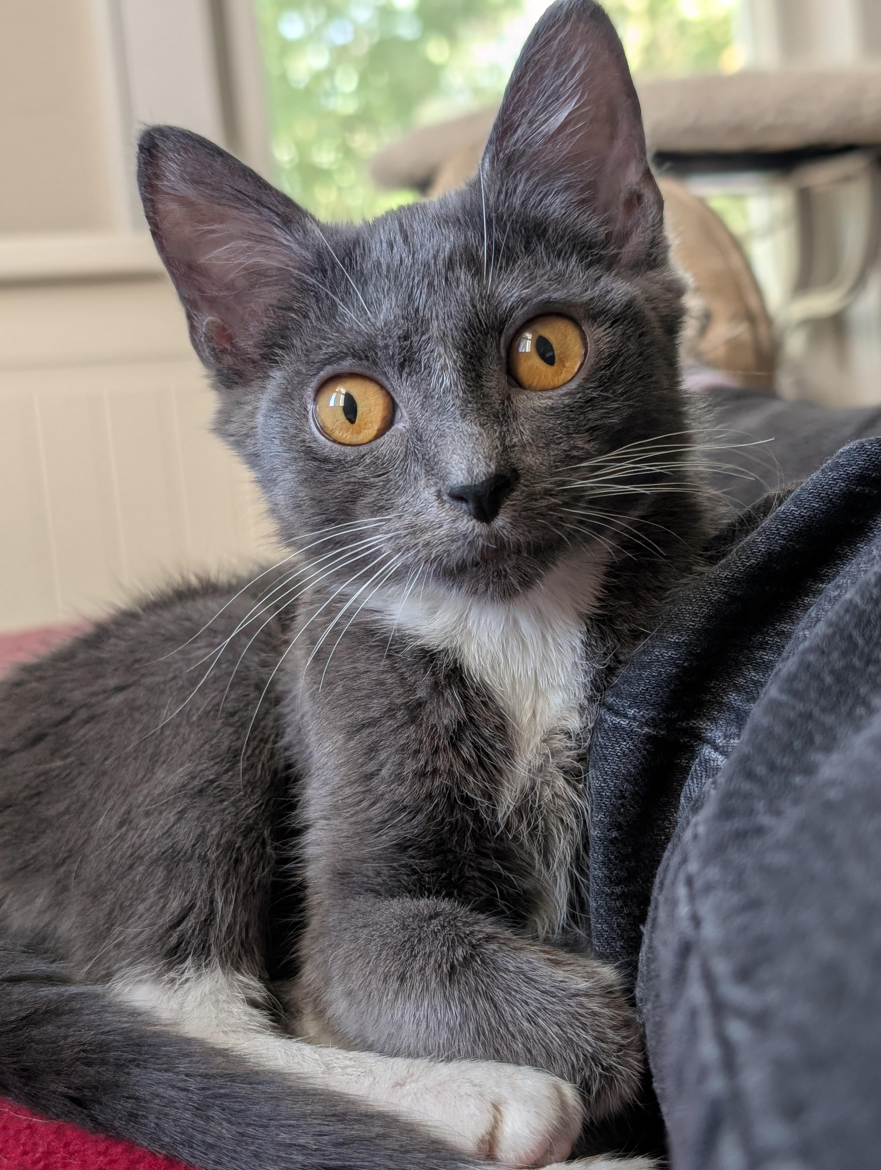 Macy, Adoptable, Kitten Female Domestic Short Hair.