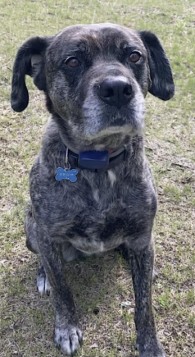 Yeager, a Adoptable mixed breed in Burlington, VT image 6/6