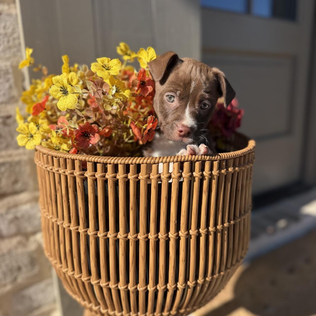 Binx, Adoptable, Puppy Male Vizsla & Terrier.
