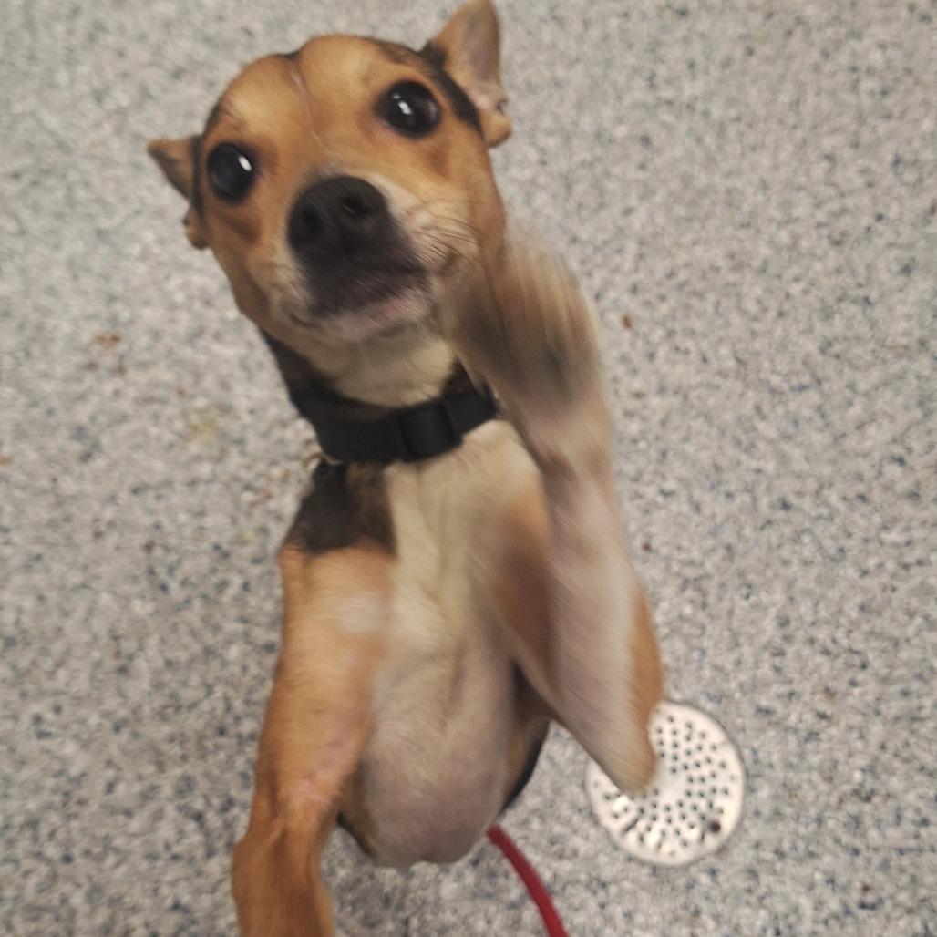 Enlarge Parker, a Adoptable Terrier in Birmingham, AL image 1/1
