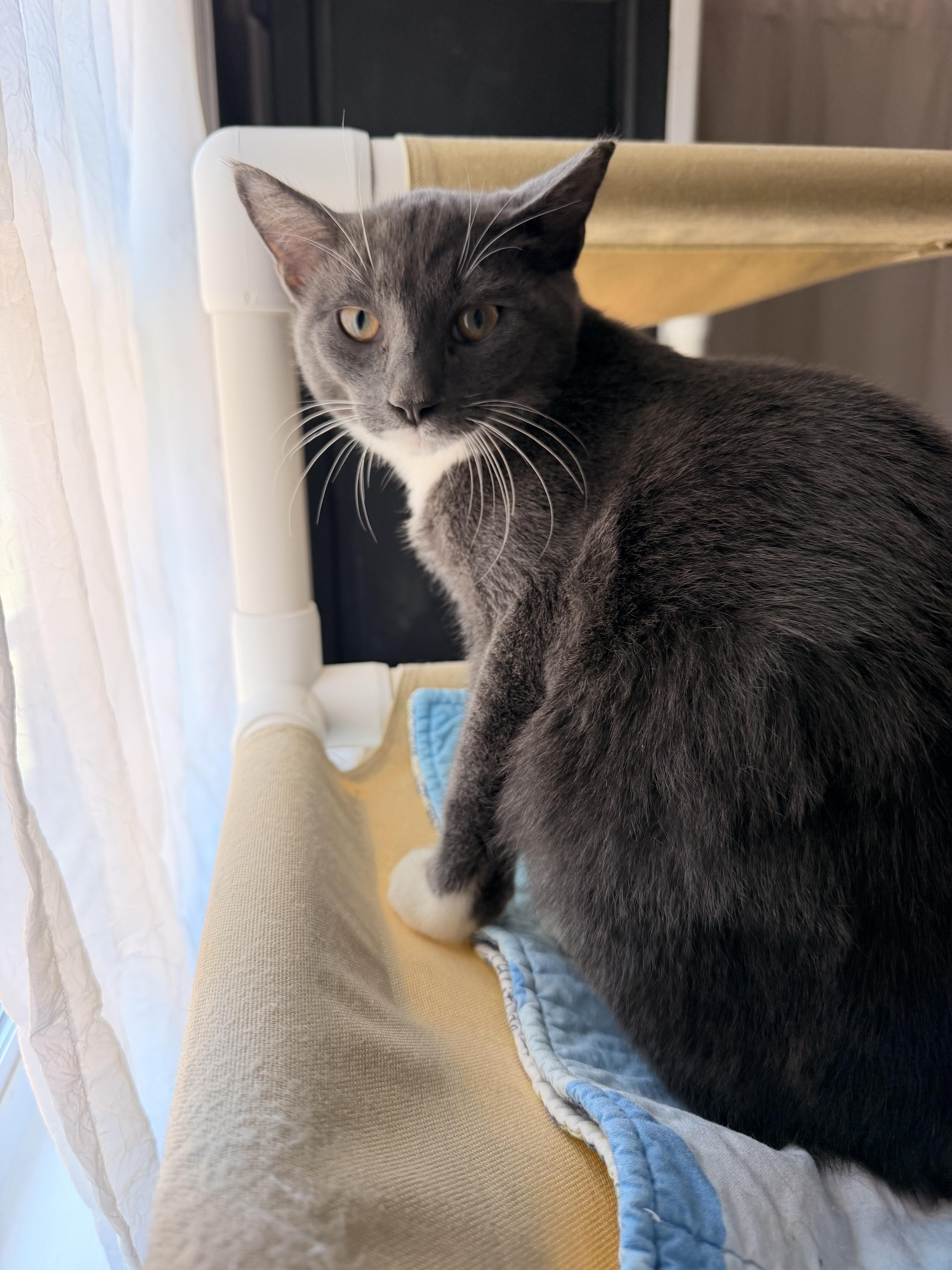 Enlarge Darby, a Adoptable Domestic Short Hair in Suffolk, VA image 1/1
