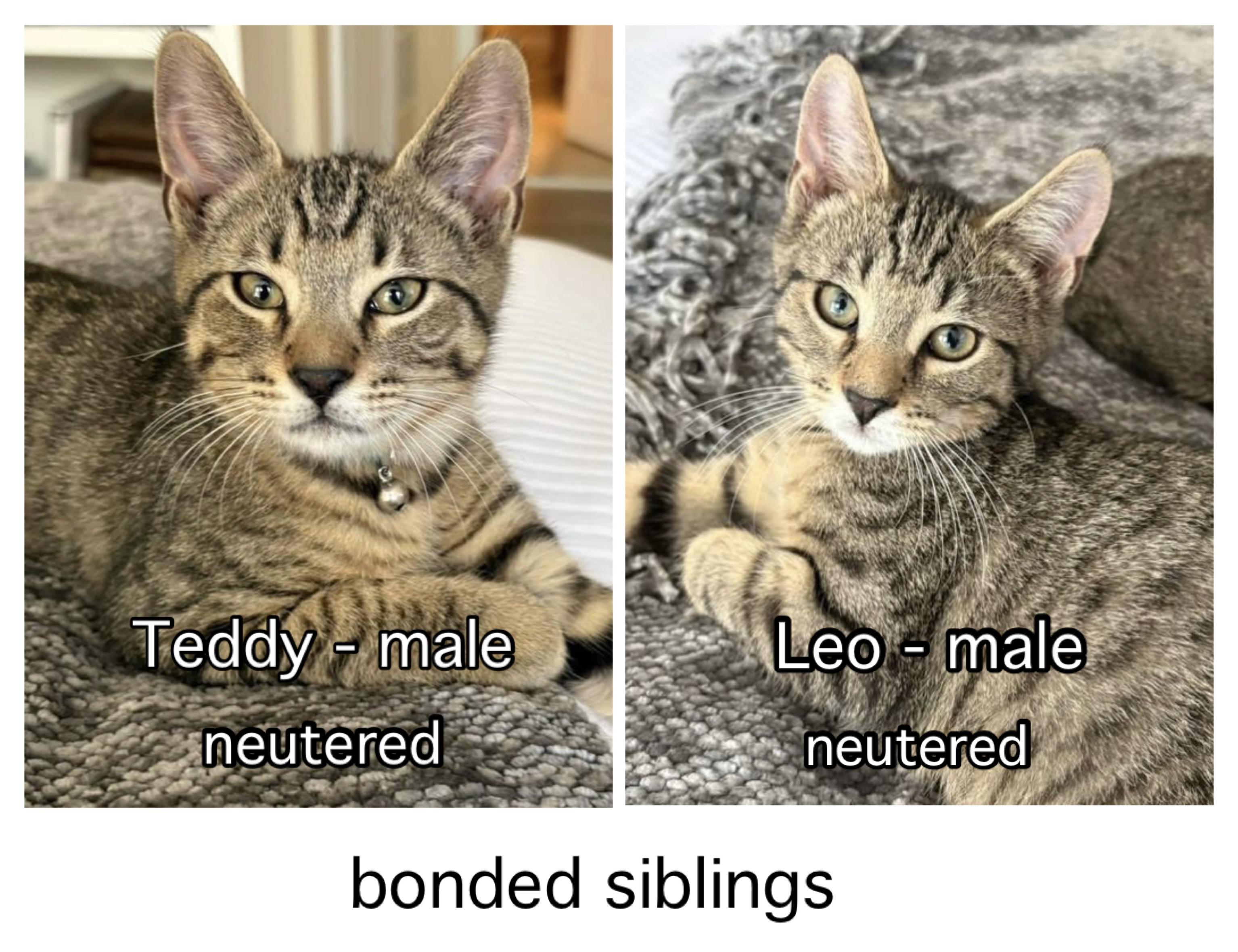 Teddy & Leo