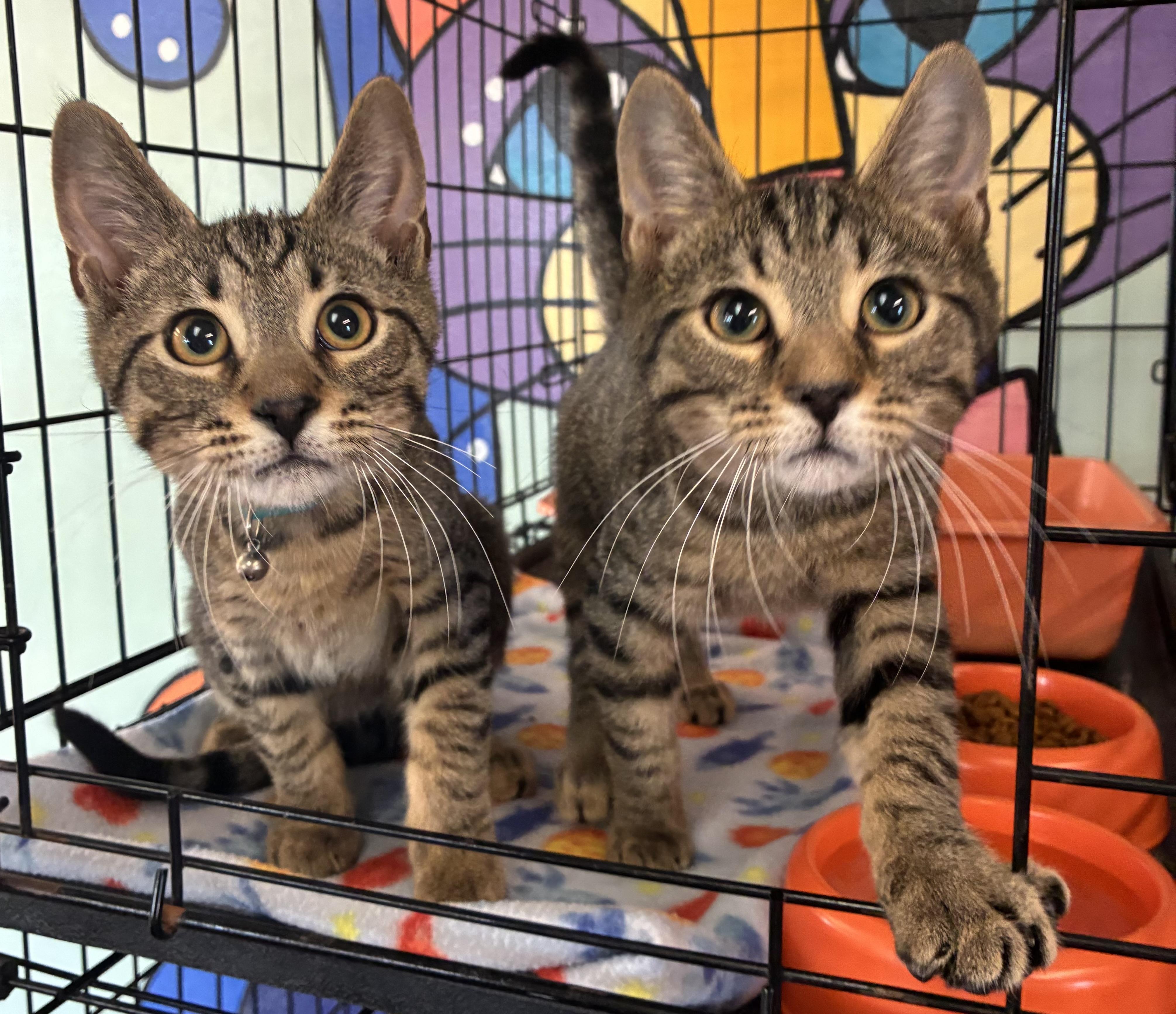 Teddy & Leo