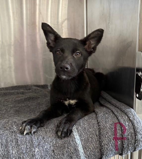 Enlarge SUE, an adopted mixed breed in Delano, CA image 1/2