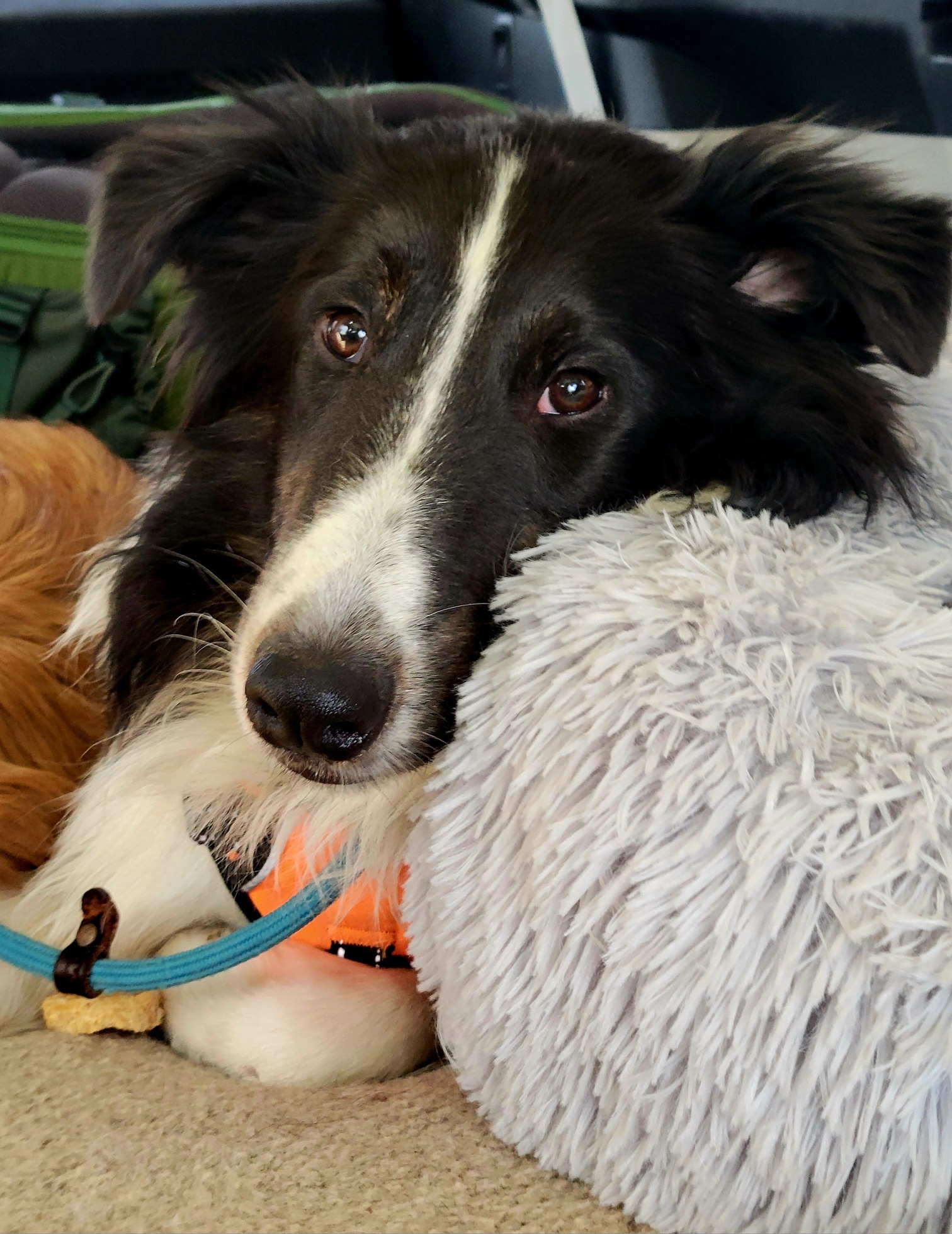 Brody, a Adopted Shetland Sheepdog / Sheltie in Portland, ME image 1/17