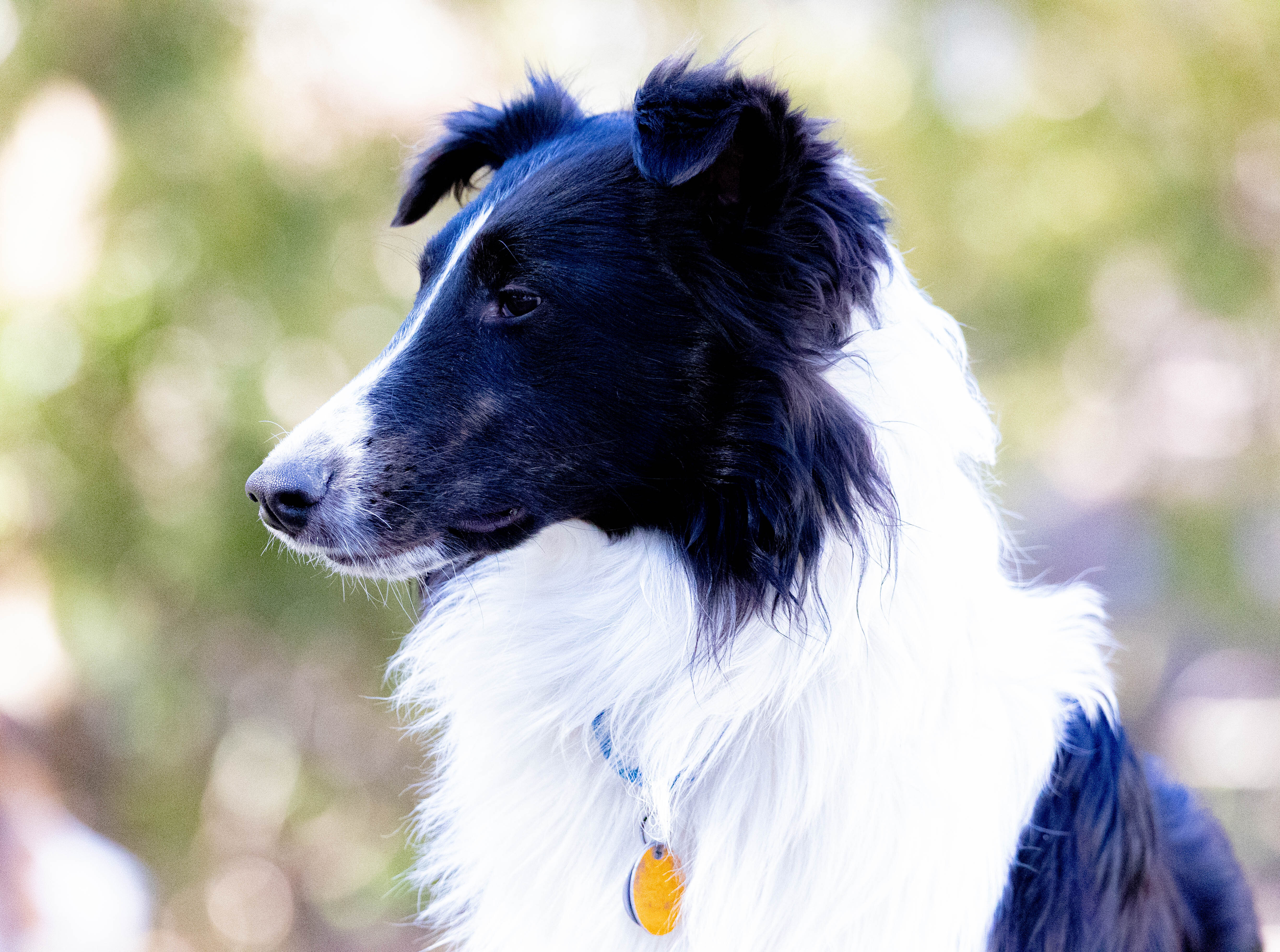 Brody, a Adopted Shetland Sheepdog / Sheltie in Portland, ME image 2/17