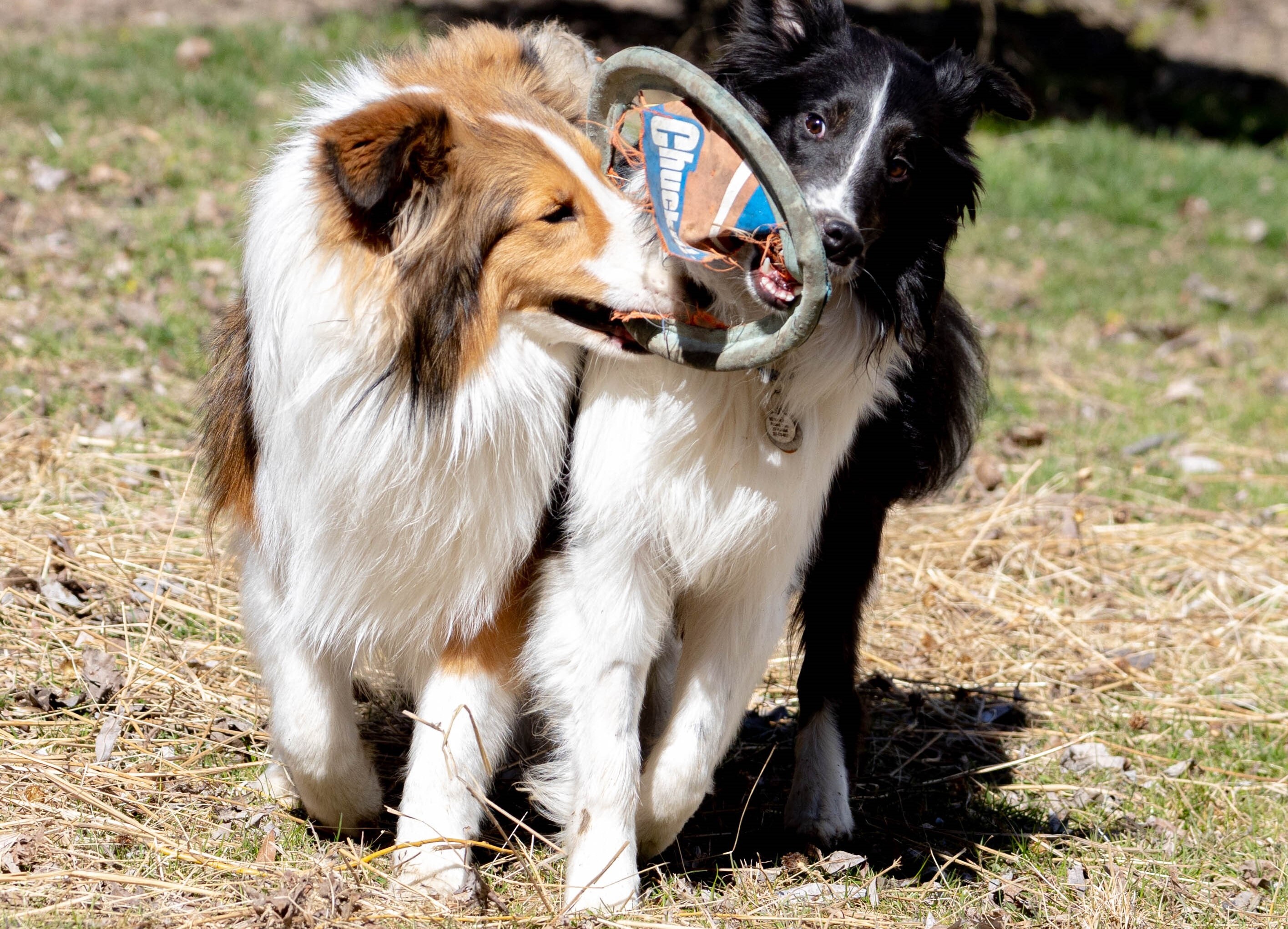 Brody, Adopted, Young Male Shetland Sheepdog / Sheltie.