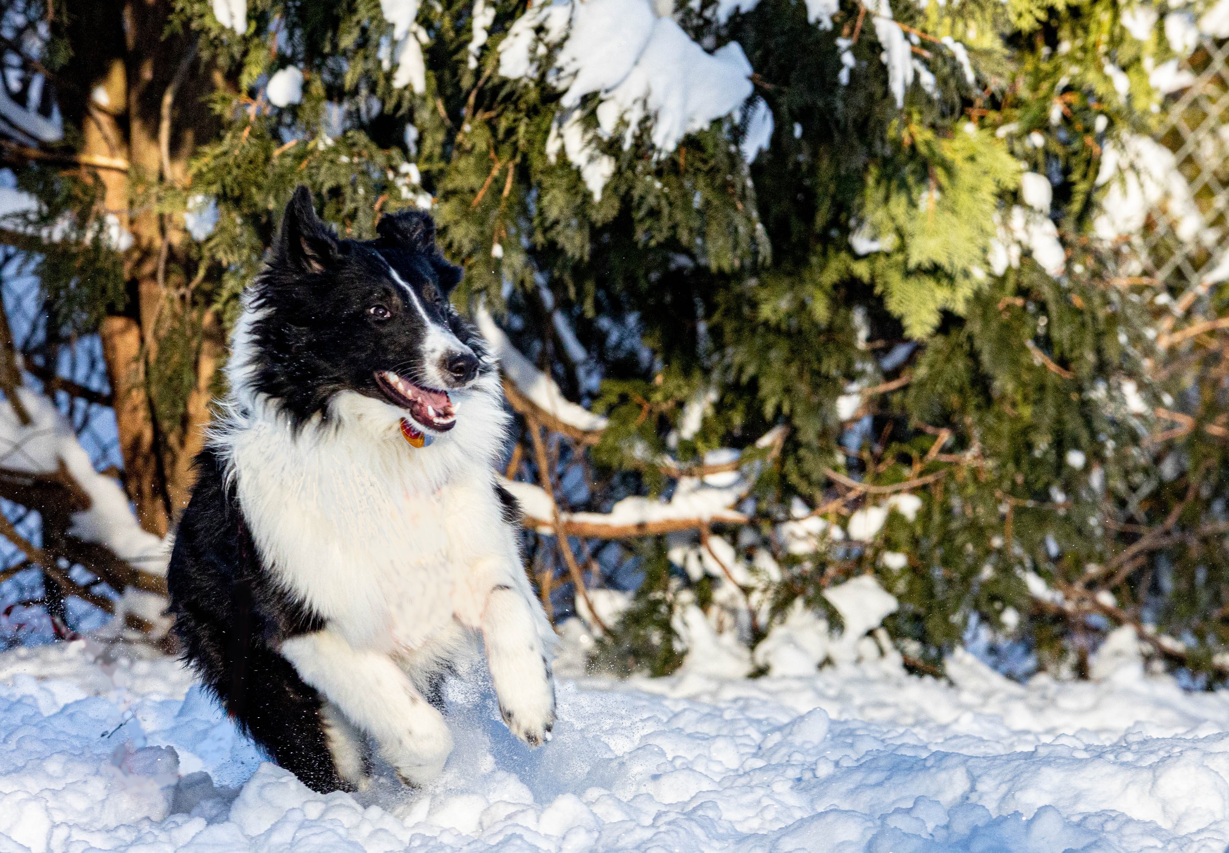 Brody, a Adopted Shetland Sheepdog / Sheltie in Portland, ME image 4/17