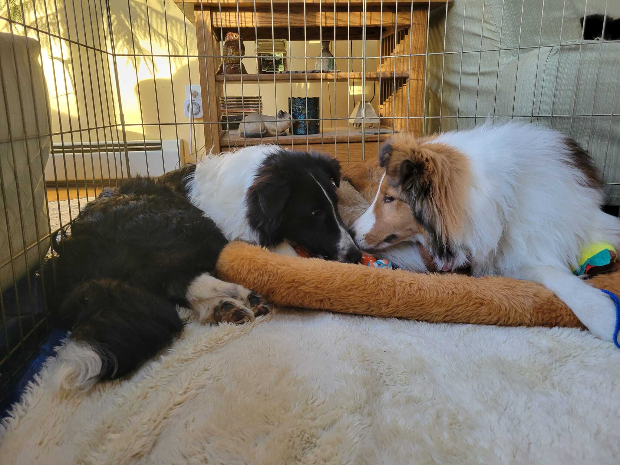 Brody, a Adopted Shetland Sheepdog / Sheltie in Portland, ME image 5/17