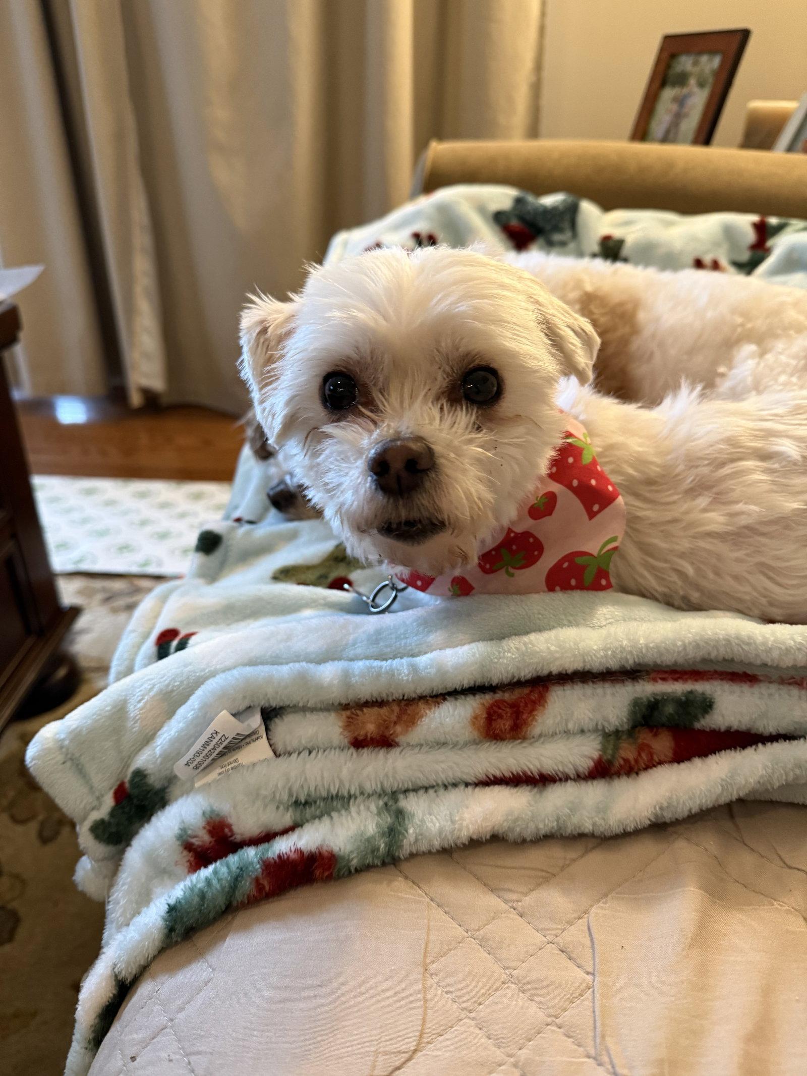 Sadie-ARR, Adopted, Adult Female Maltese.