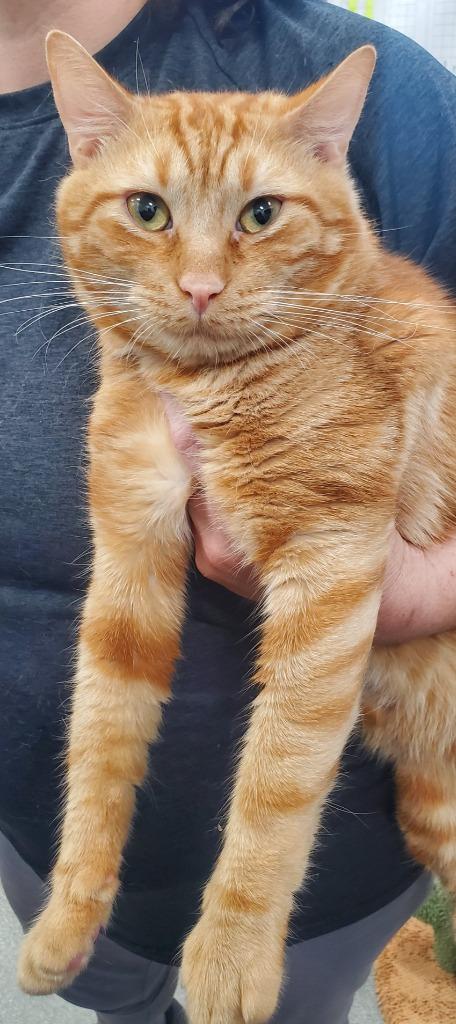 Mac-N-Cheese, Adopted, Young Male Domestic Short Hair.