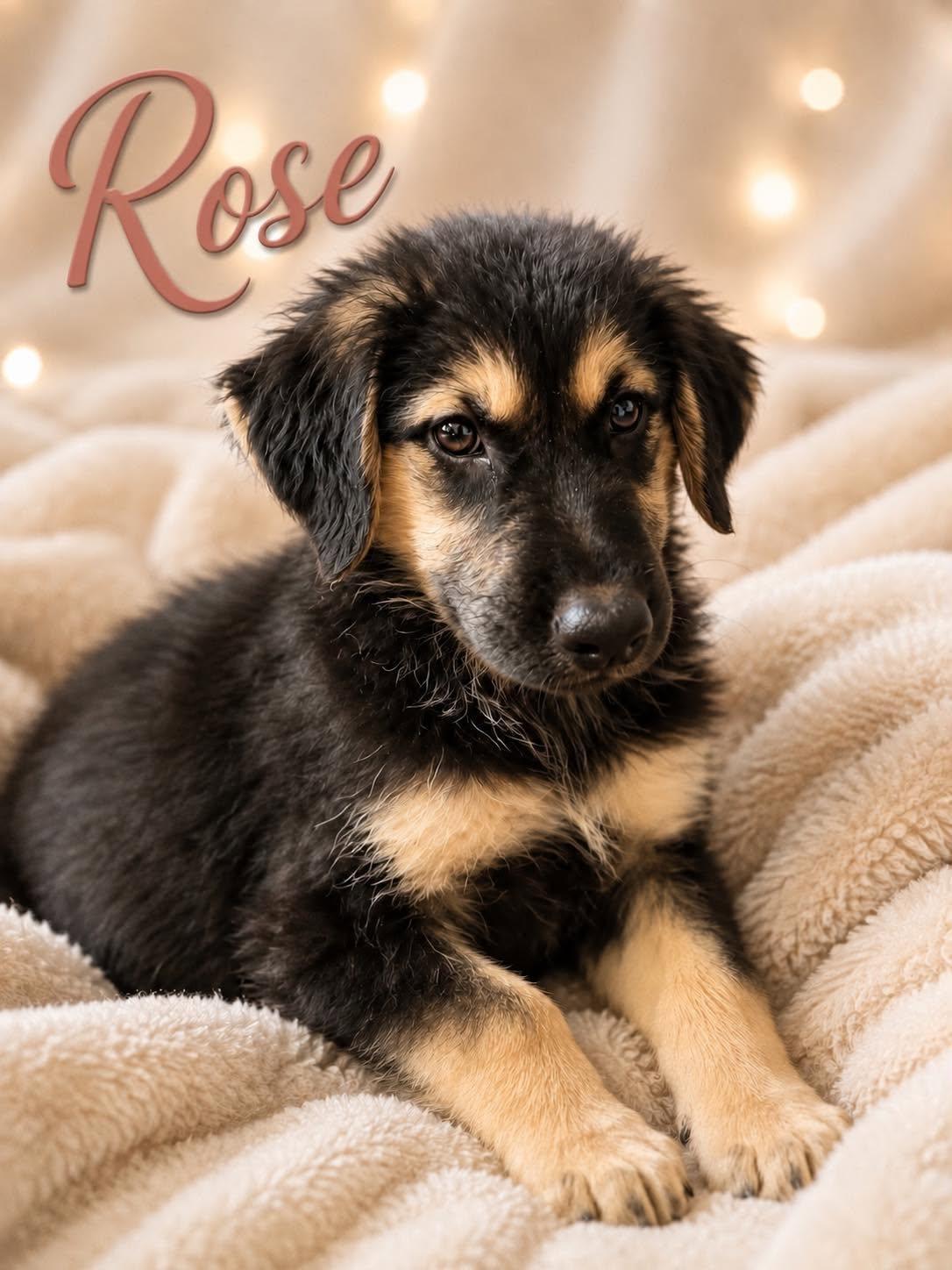 Rose CS, ADOPTABLE, Puppy Female Great Pyrenees & Hound.
