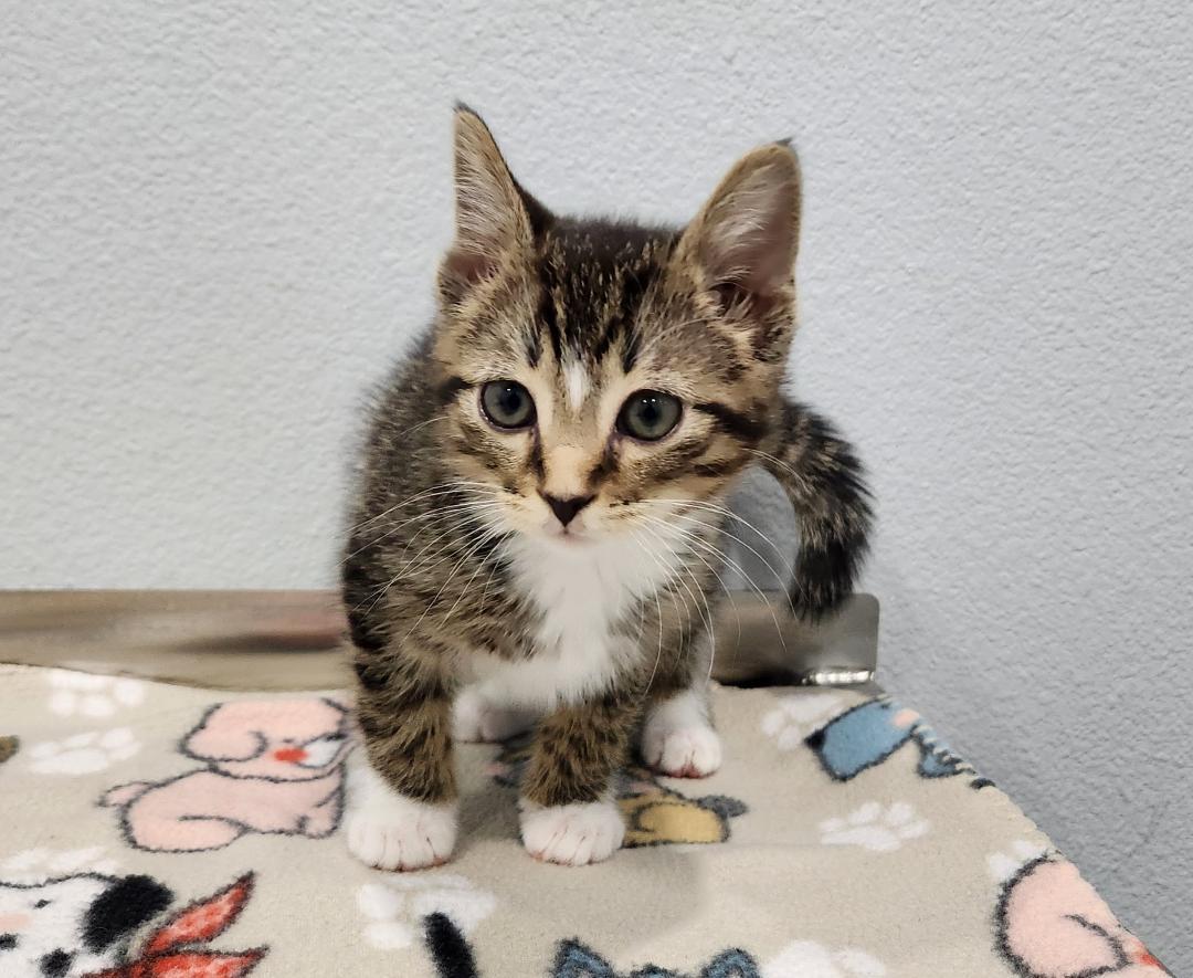 Enlarge Victor, a Adoptable Domestic Short Hair in Pella, IA image 1/2