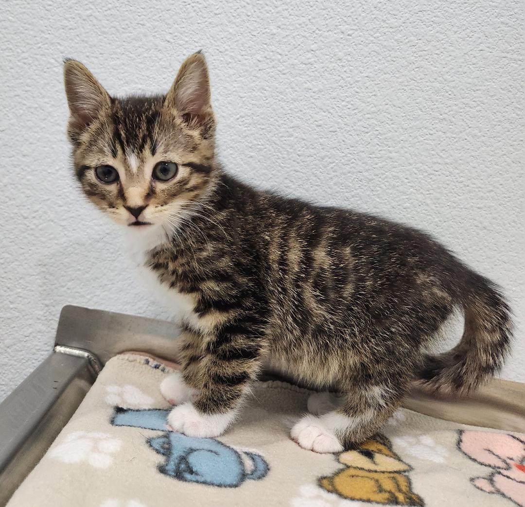 Enlarge Victor, a Adoptable Domestic Short Hair in Pella, IA image 2/2