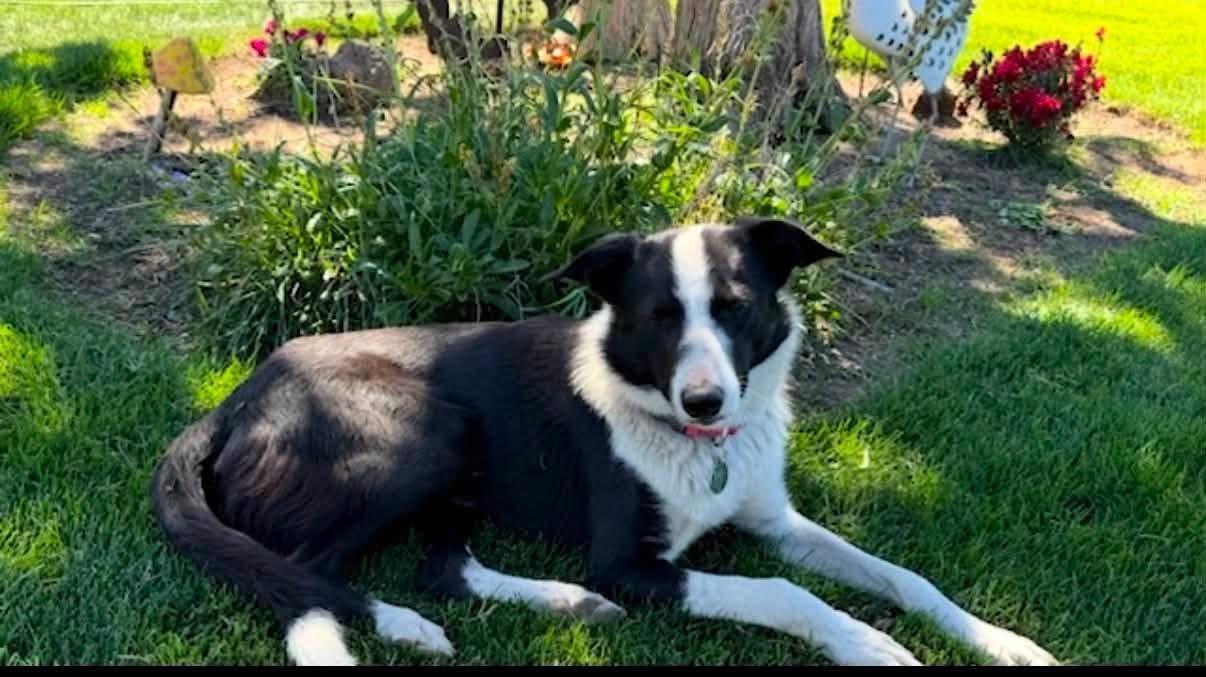 RJ, ADOPTABLE, Young Male Border Collie.