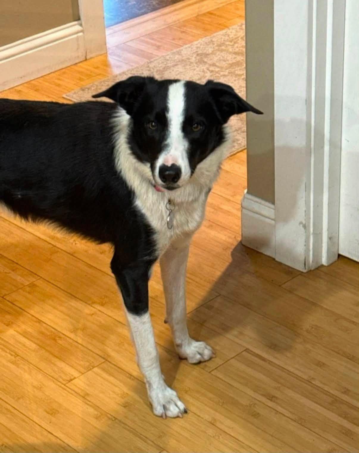 RJ, a ADOPTABLE mixed breed in Bend, OR image 2/4