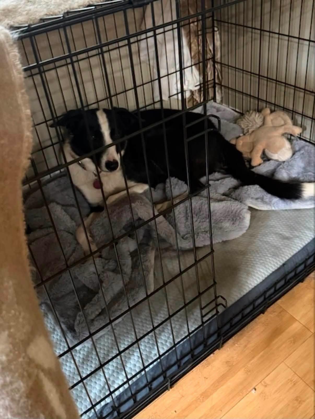 RJ, a ADOPTABLE mixed breed in Bend, OR image 4/4