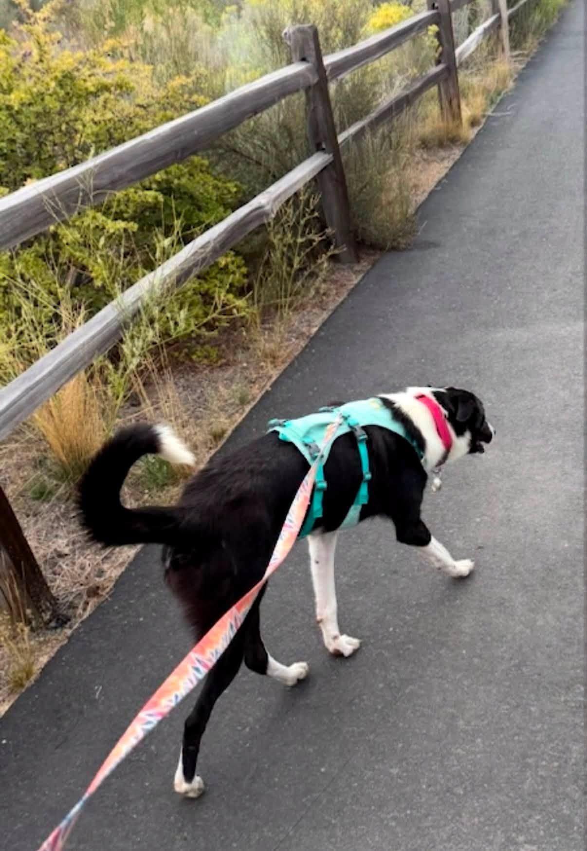 RJ, a ADOPTABLE mixed breed in Bend, OR image 3/4