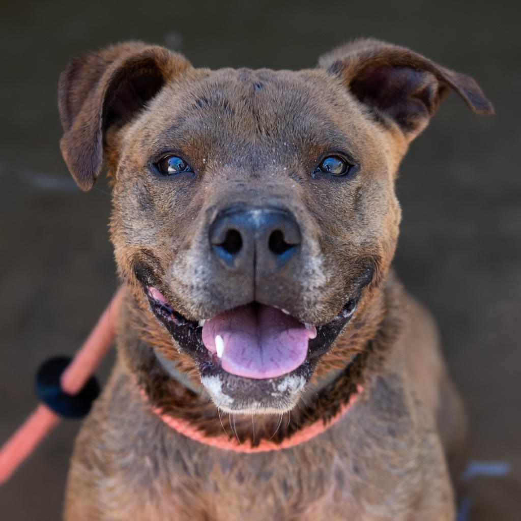 Enlarge Bravo, a Adoptable mixed breed in Long Beach, CA image 1/6