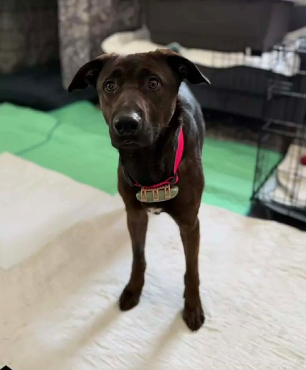 Enlarge Luna, a ADOPTABLE mixed breed in Randolph Center, VT image 3/3