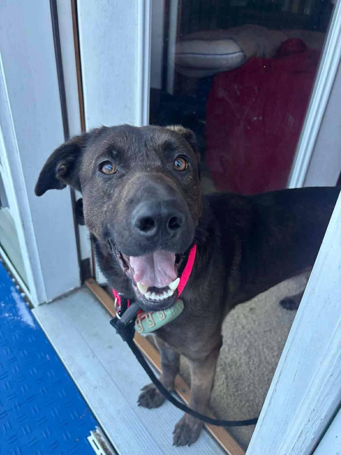 Enlarge Luna, a ADOPTABLE mixed breed in Randolph Center, VT image 2/3