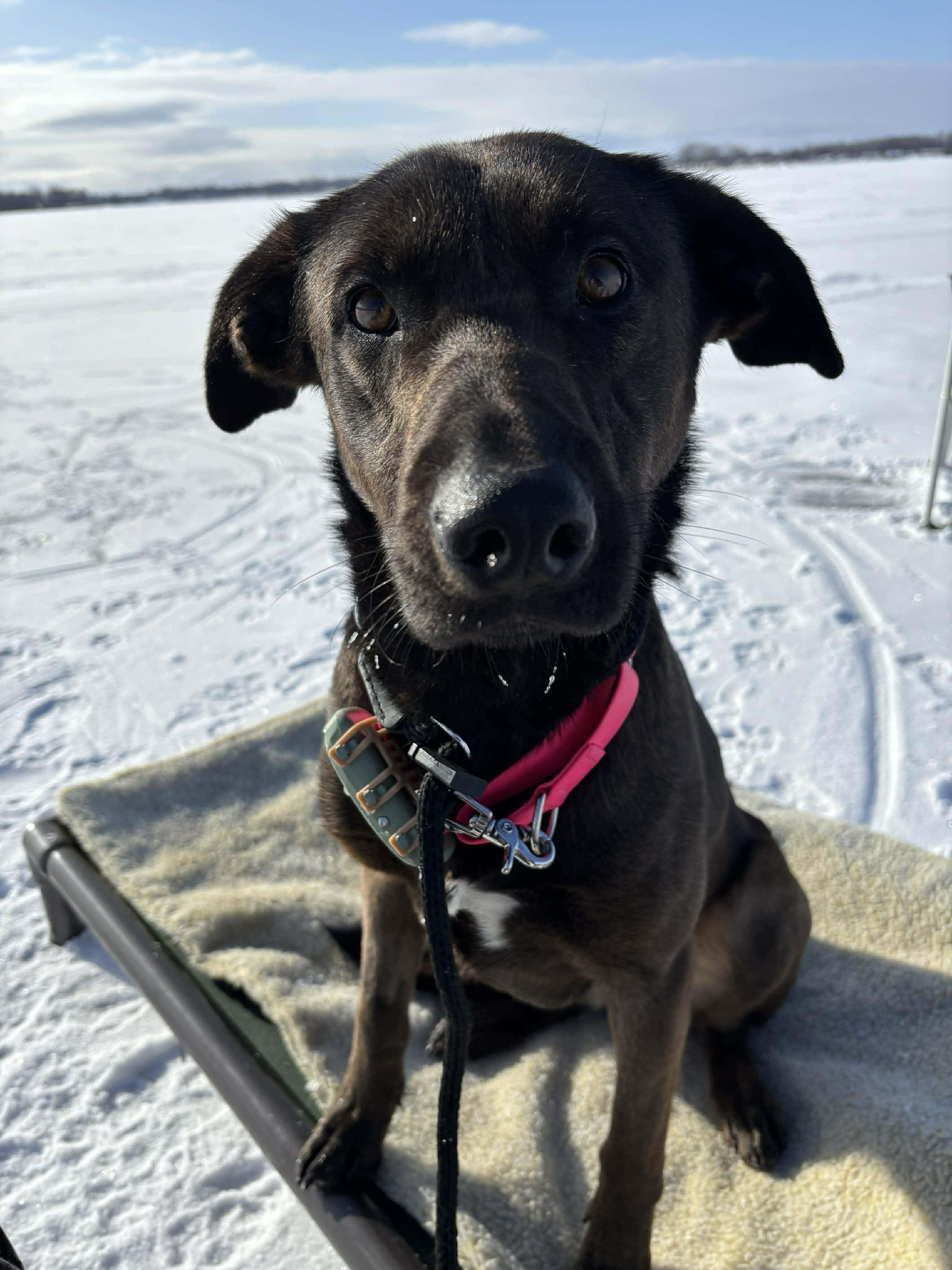 Enlarge Luna, a ADOPTABLE mixed breed in Randolph Center, VT image 1/3