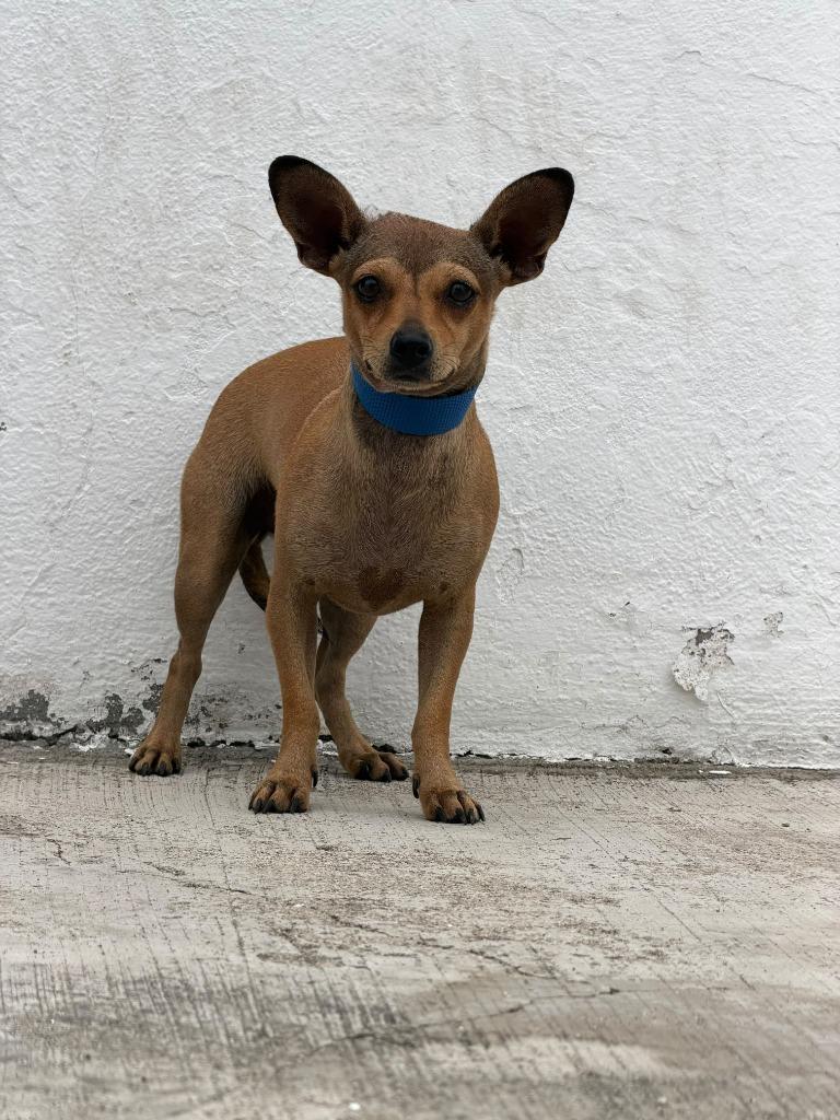 Mia, Adoptable, Young Female Chihuahua.