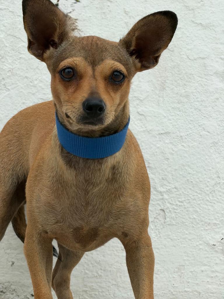 Enlarge Mia, a Adoptable mixed breed in San Diego, CA image 2/3