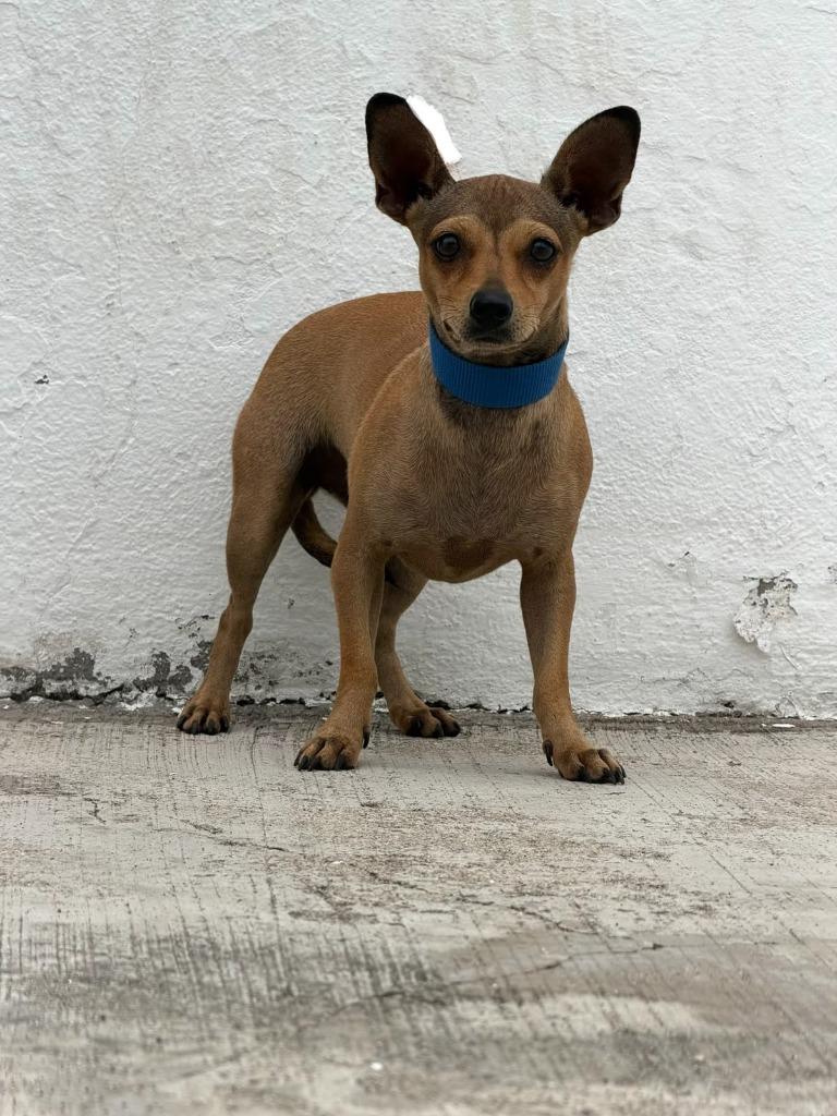 Enlarge Mia, a Adoptable mixed breed in San Diego, CA image 3/3
