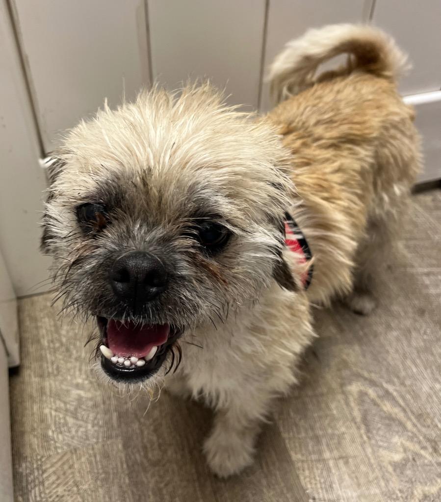 June, Adoptable, Young Female Terrier & Pug.