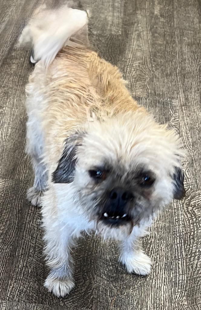 June, a Adoptable mixed breed in Lake Forest, CA image 2/3