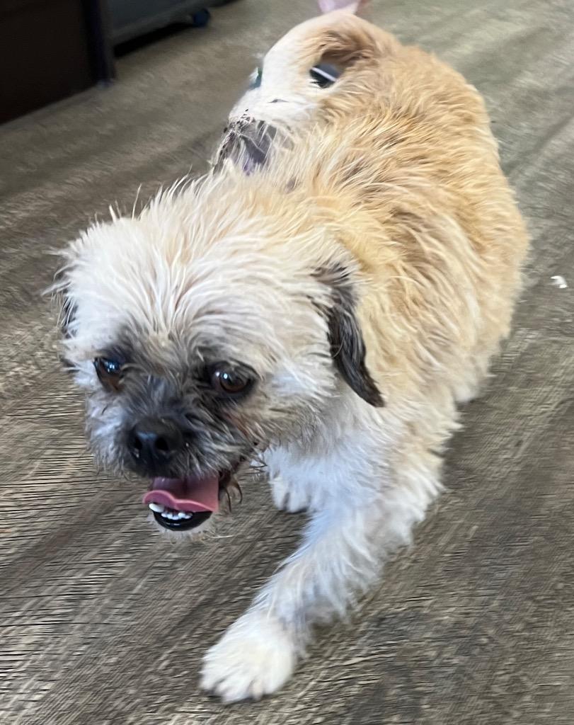 June, a Adoptable mixed breed in Lake Forest, CA image 3/3