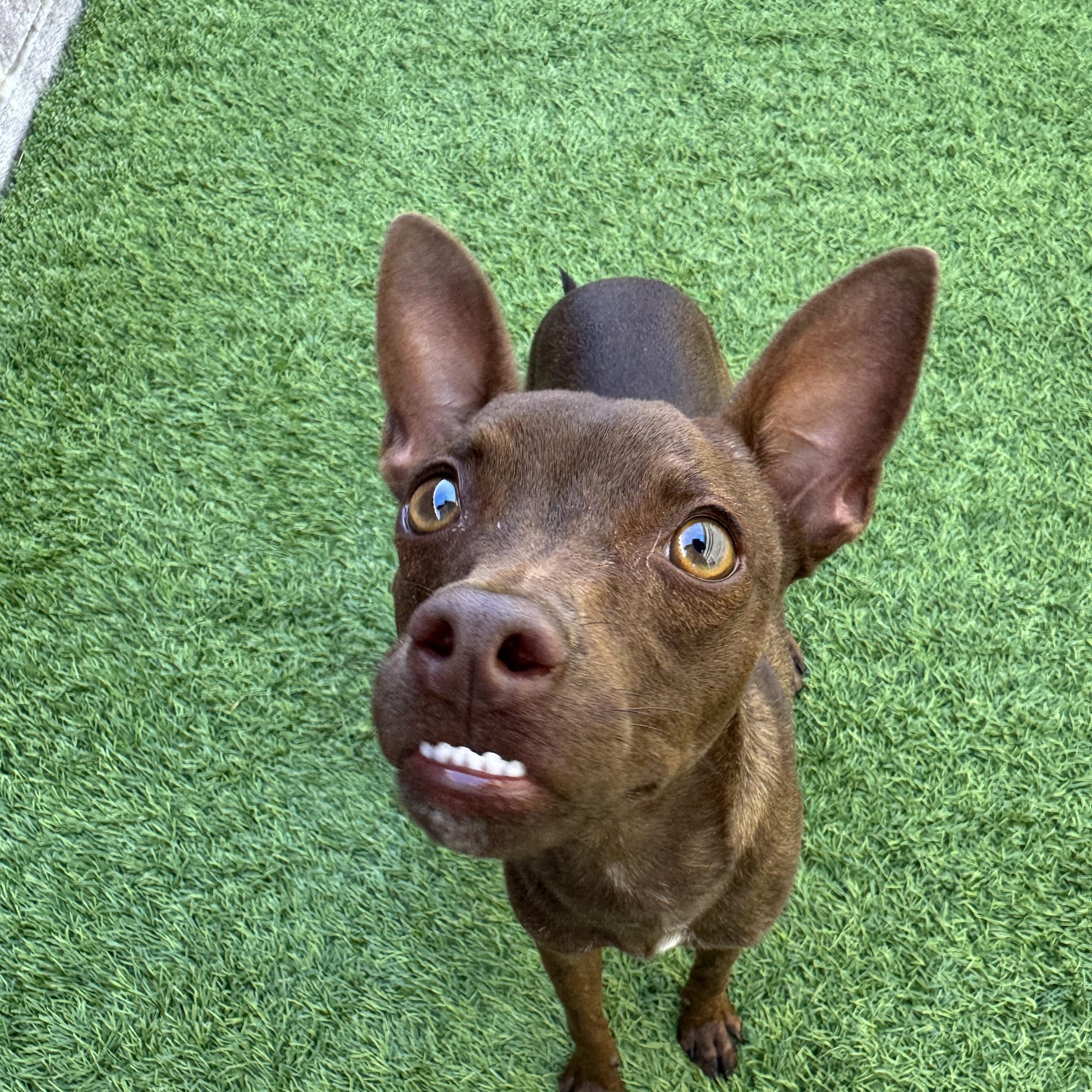 Enlarge Cafecita, a Adoptable mixed breed in Henderson, NV image 2/2
