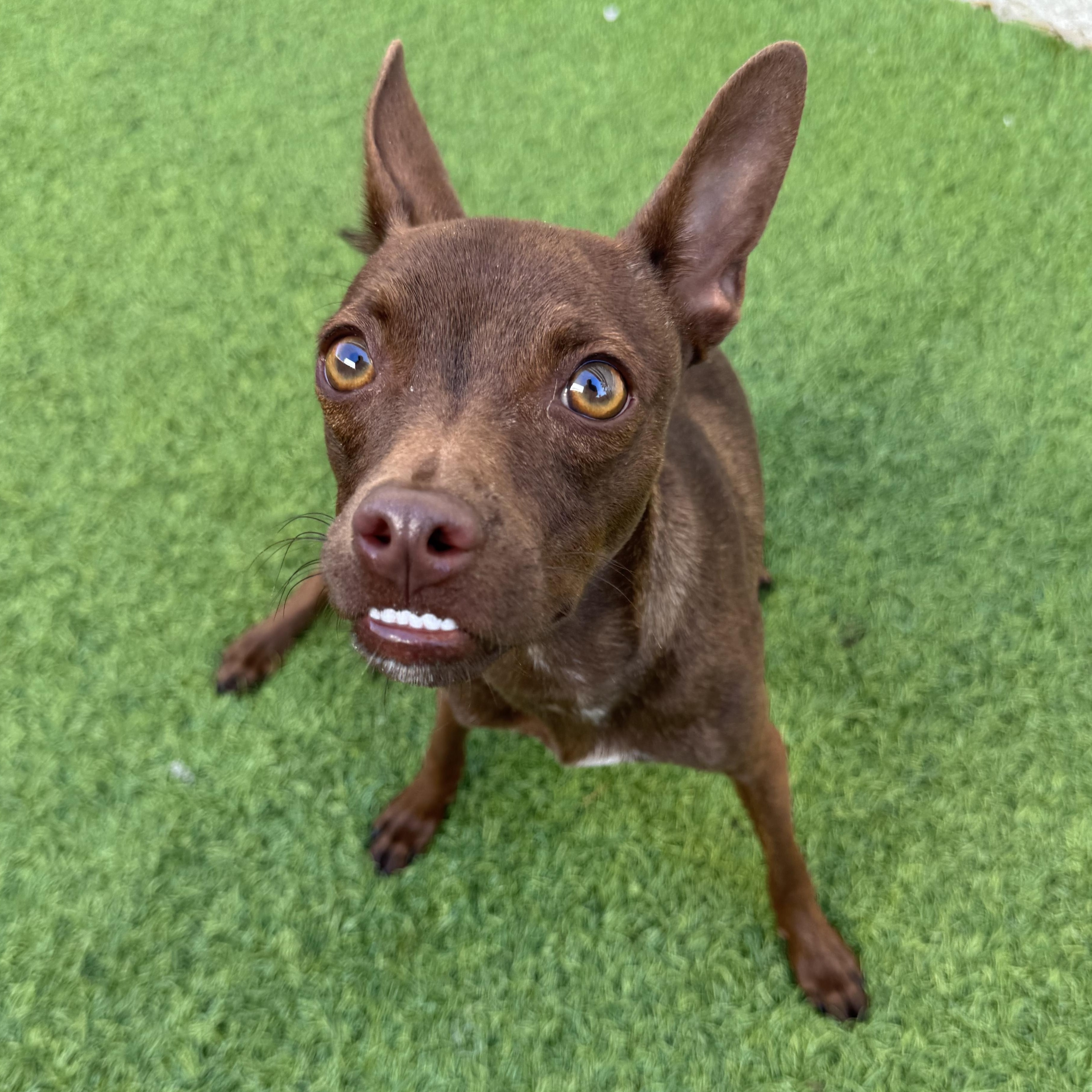 Cafecita, Adoptable, Young Female Chihuahua.