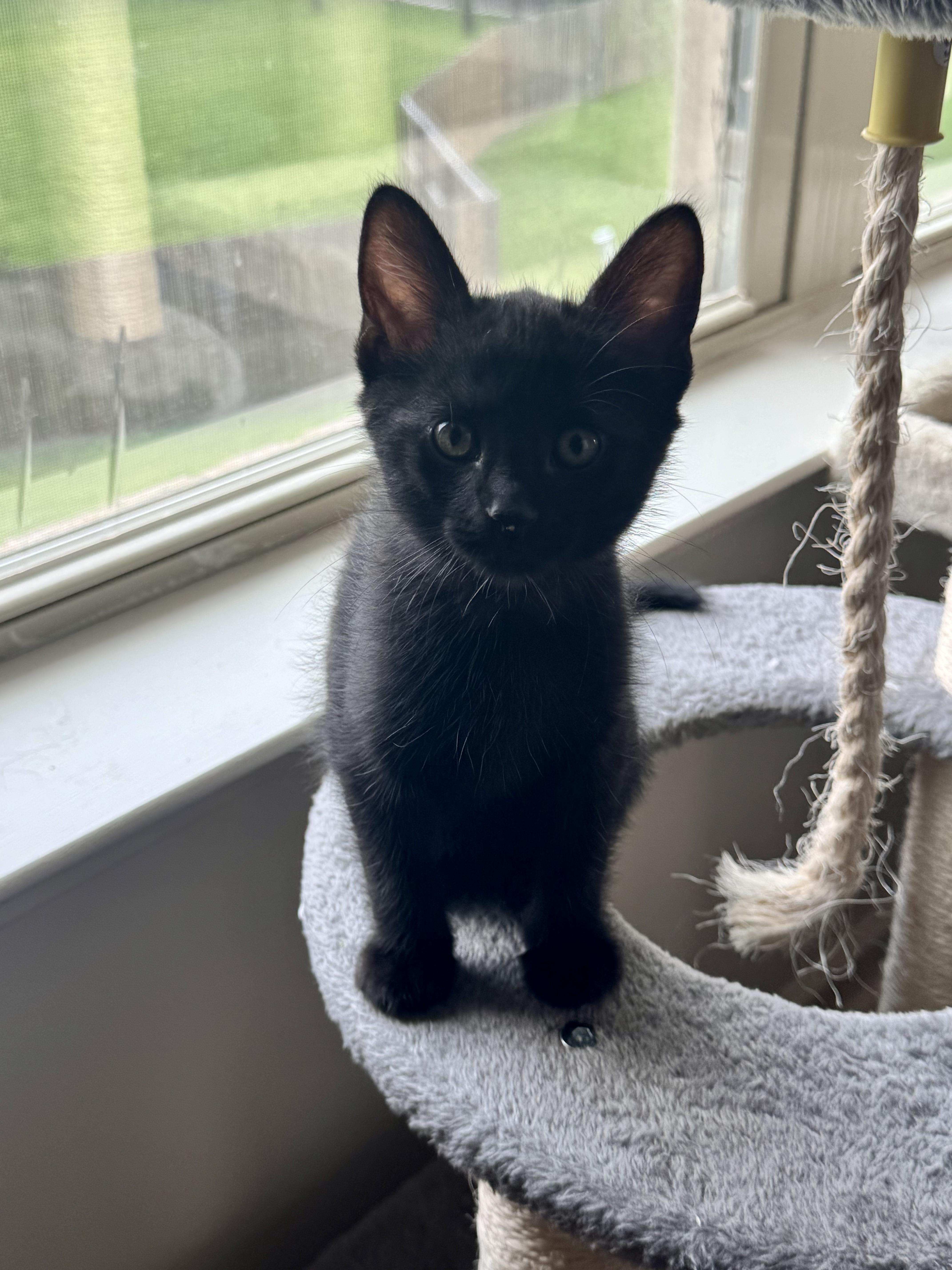 Enlarge Italian, an adopted Domestic Short Hair in Mount Airy, MD image 1/3