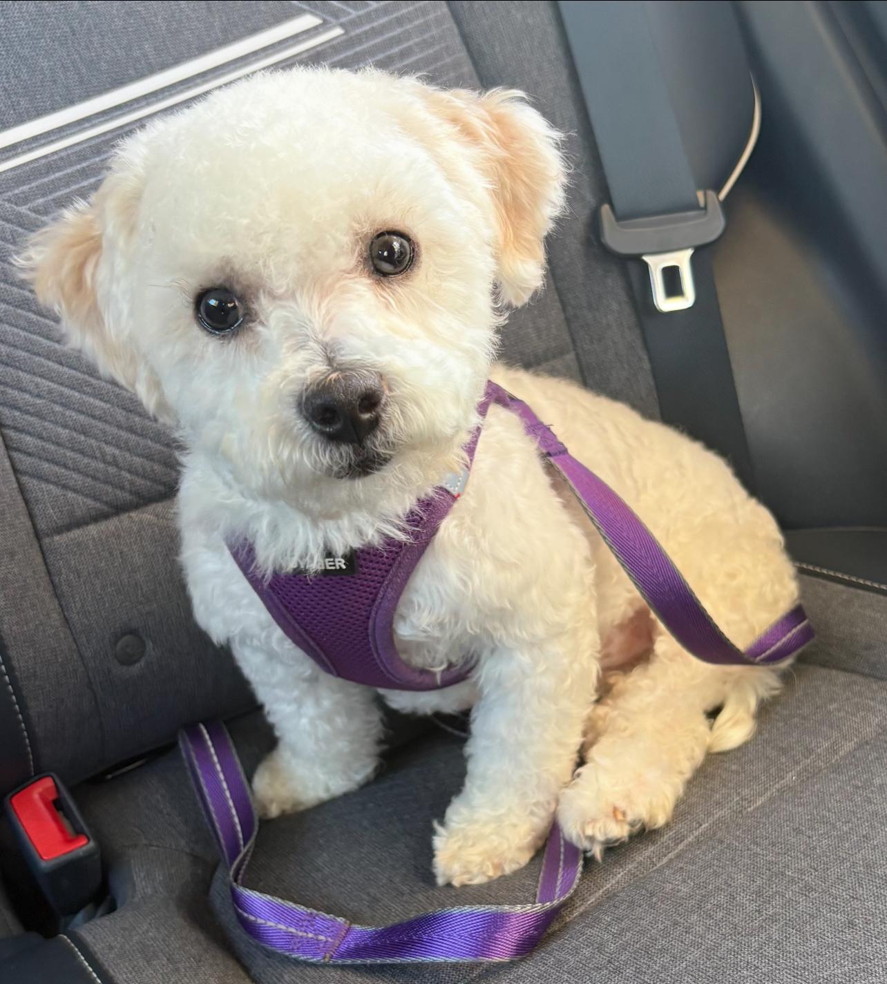 Enlarge River, an adopted Maltipoo in Irvine, CA image 1/1