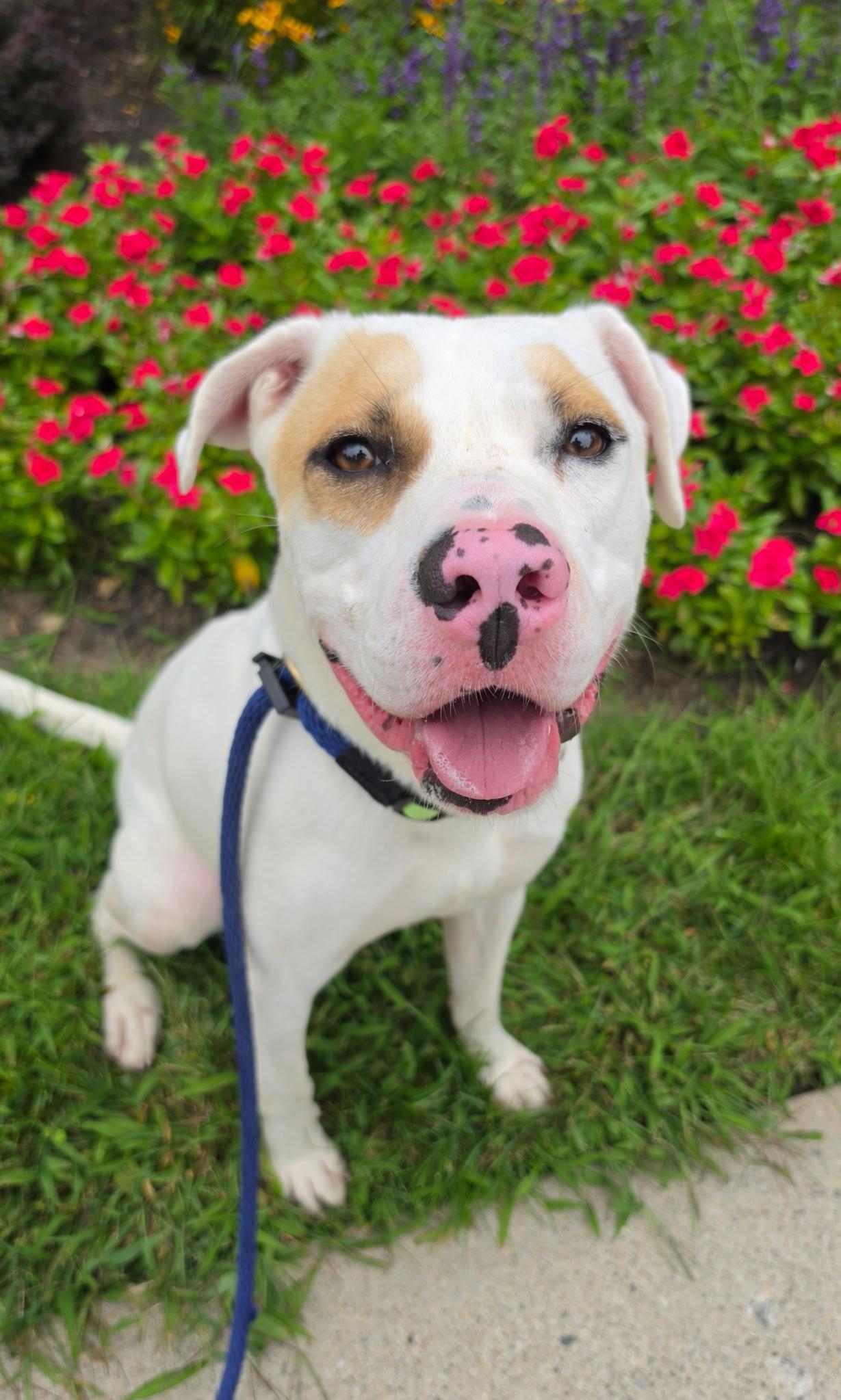 Enlarge Amarillo GCH, a Adoptable Pit Bull Terrier in Rockaway, NJ image 1/3