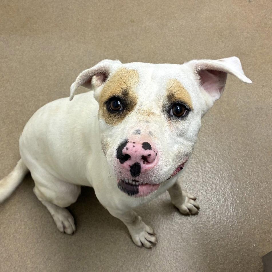 Enlarge Amarillo GCH, a Adoptable Pit Bull Terrier in Rockaway, NJ image 3/3