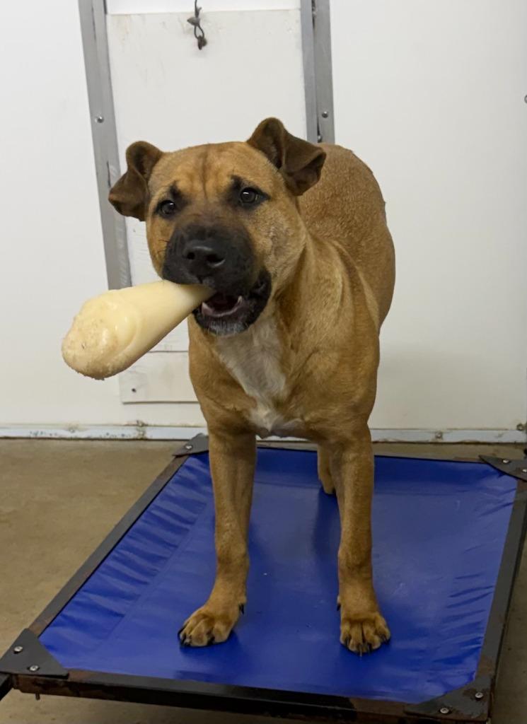 Remy, Adoptable, Young Male Boxer & Mixed Breed.