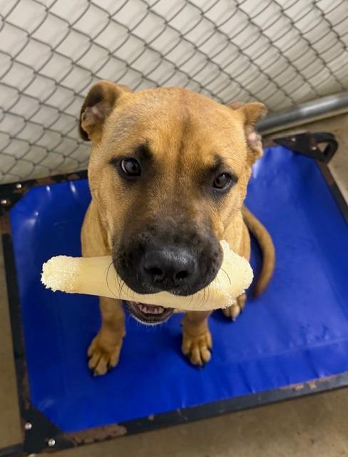 Remy, Adoptable, Young Male Boxer & Mixed Breed.