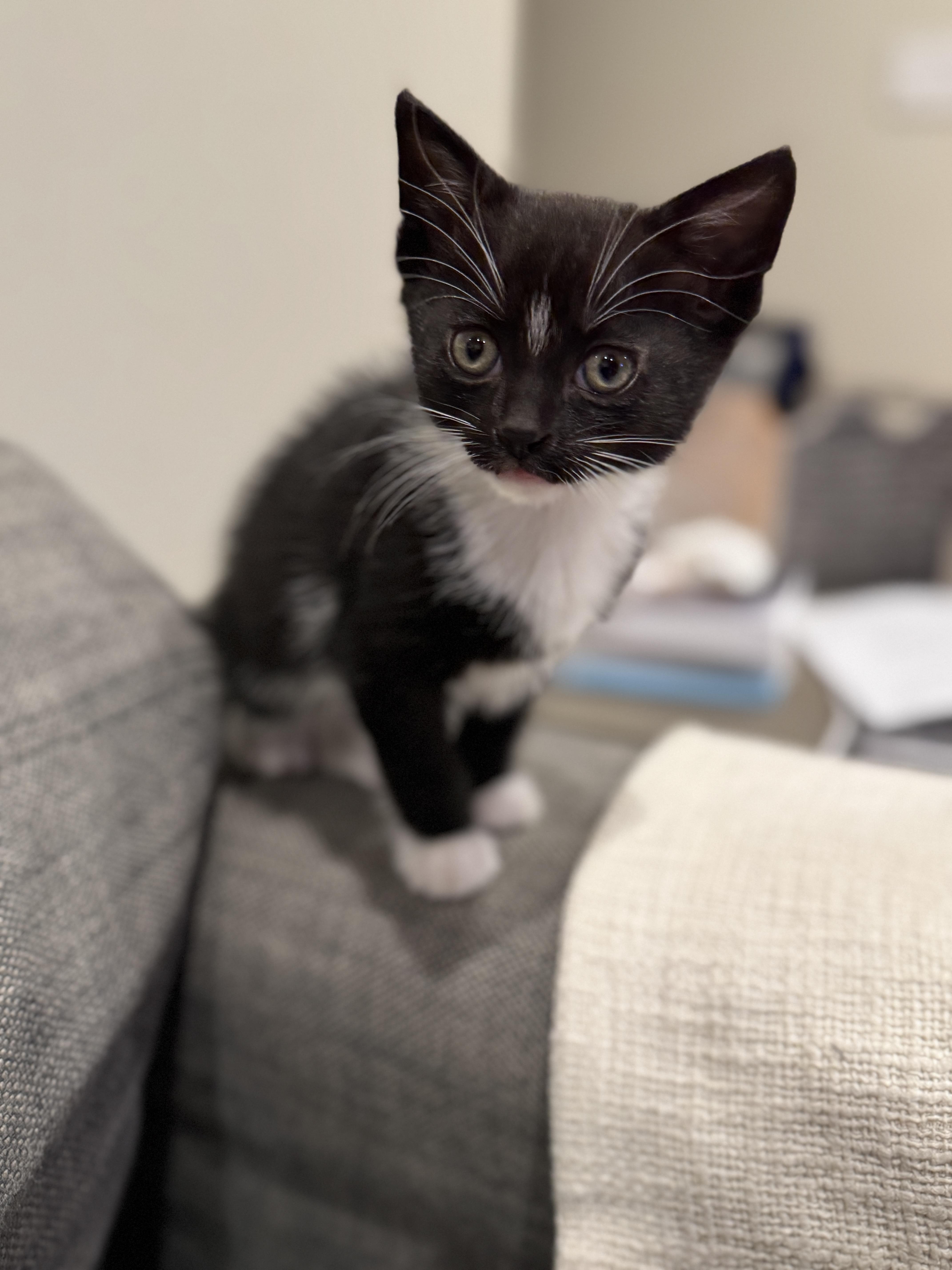 Michelangelo, Baby Male Domestic Short Hair