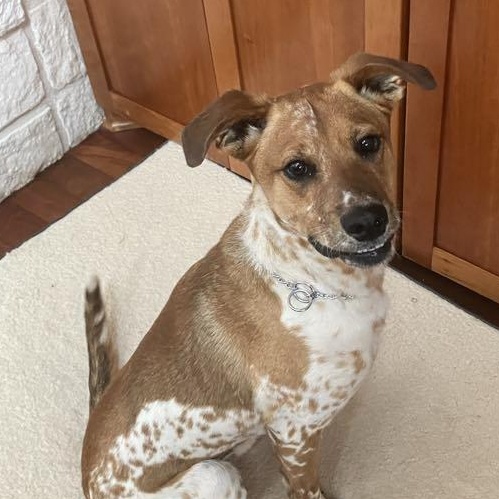 Enlarge Otis, a Adoptable mixed breed in Temple, TX image 2/6