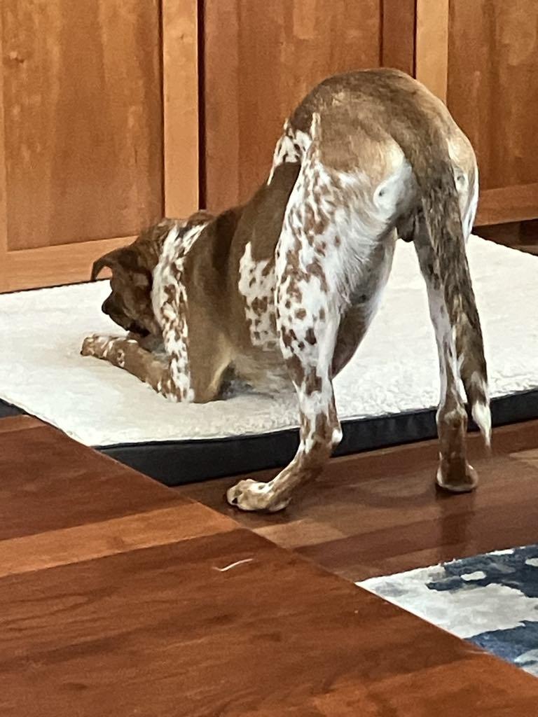 Enlarge Otis, a Adoptable mixed breed in Temple, TX image 4/6