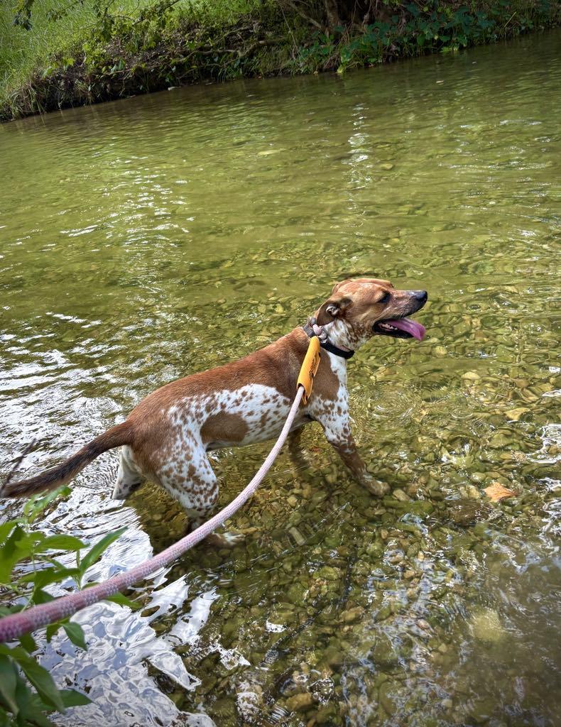 Enlarge Otis, a Adoptable mixed breed in Temple, TX image 5/6