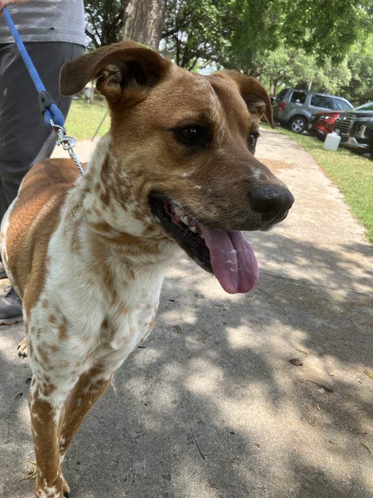 Enlarge Otis, a Adoptable mixed breed in Temple, TX image 3/6
