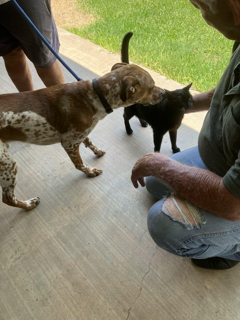 Enlarge Otis, a Adoptable mixed breed in Temple, TX image 6/6