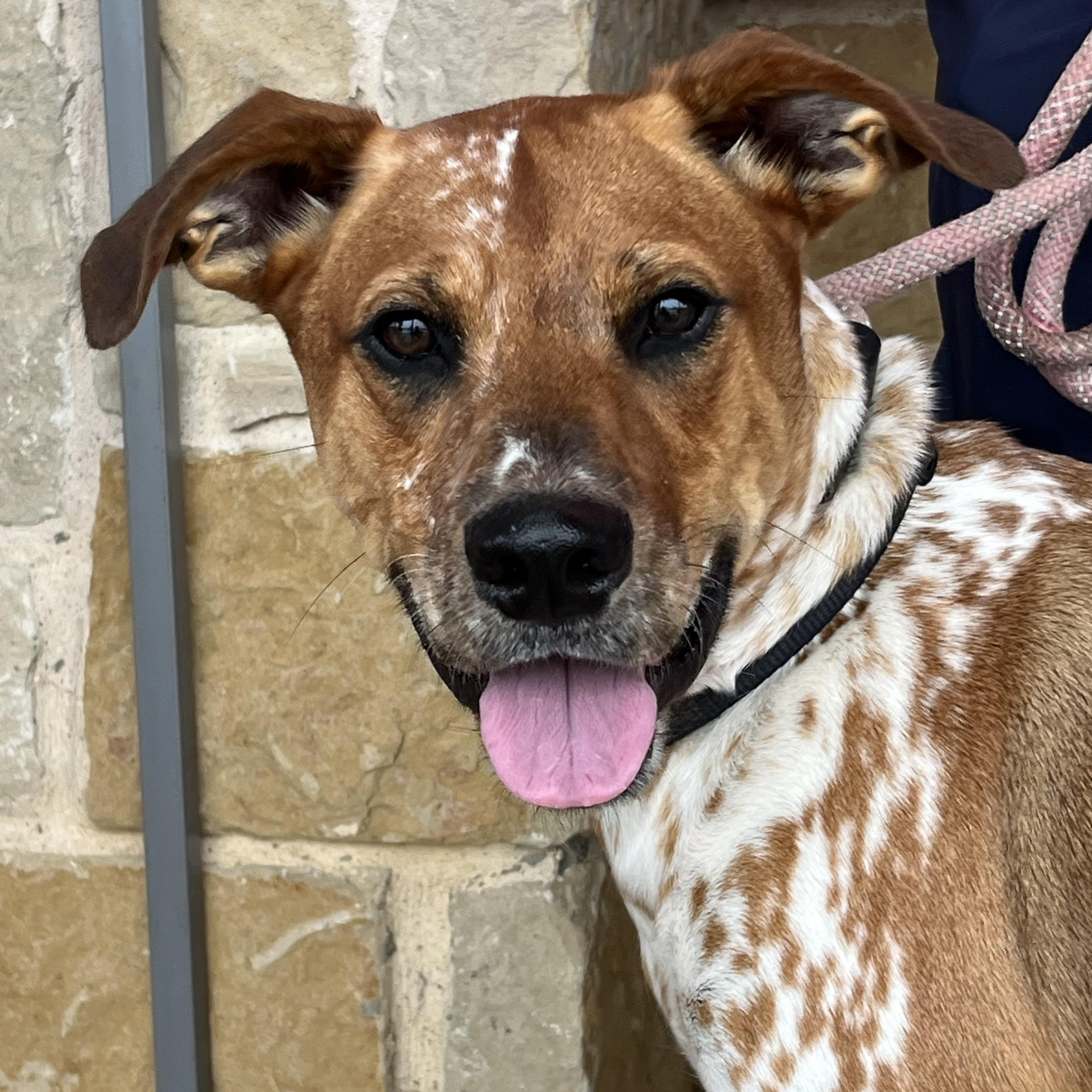 Enlarge Otis, a Adoptable mixed breed in Temple, TX image 1/6