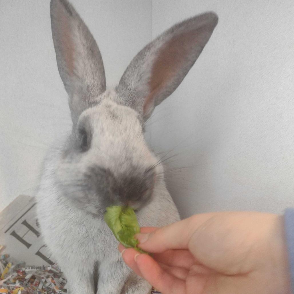 Enlarge Sterling, a Adoptable Champagne D'Argent in Dover, NH image 1/2