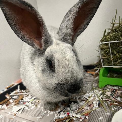 Enlarge Sterling, a Adoptable Champagne D'Argent in Dover, NH image 2/2