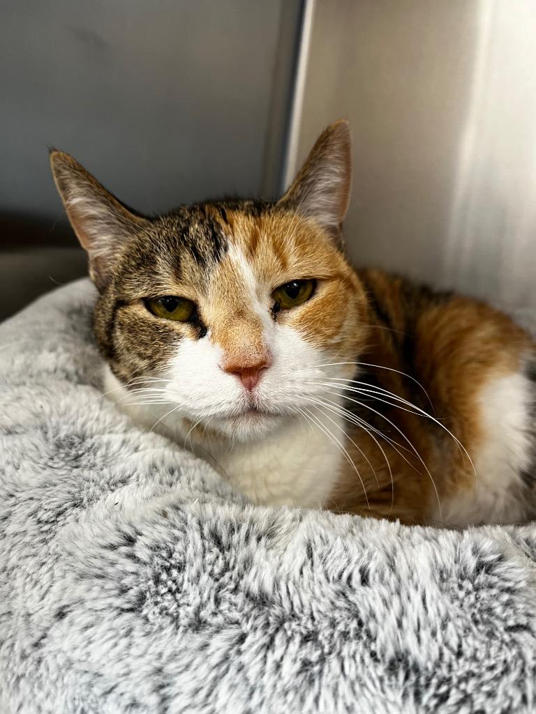 Patches, Adoptable, Adult Female Domestic Short Hair.